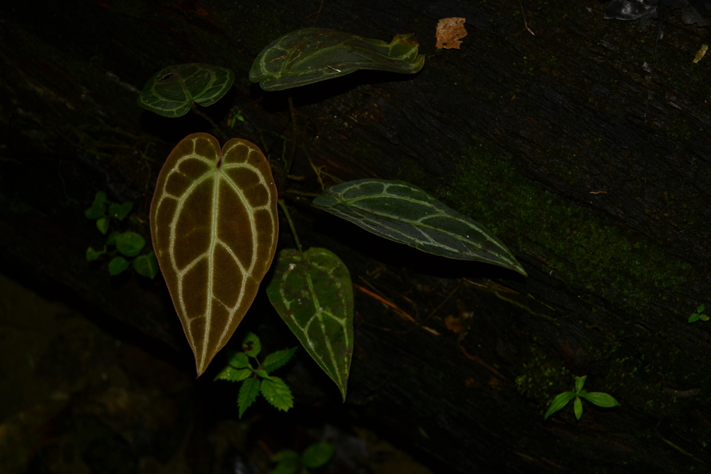 Hồng môn lá nhung (Anthurium crystallinum)