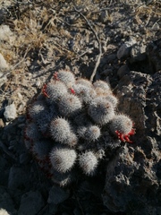 Mammillaria haageana meissneri