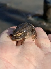 Pseudacris triseriata