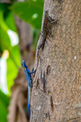 Agama mucosoensis