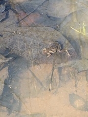 Pseudacris triseriata