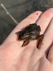 Pseudacris triseriata