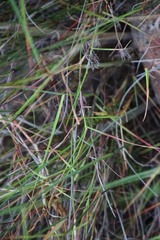 Ehrharta thunbergii