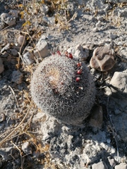 Mammillaria mystax