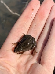 Pseudacris triseriata