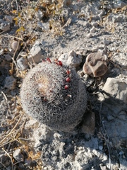 Mammillaria mystax