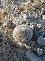 Mammillaria mystax