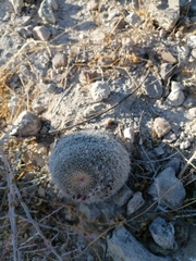 Mammillaria mystax