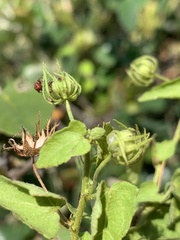Pavonia leptocalyx
