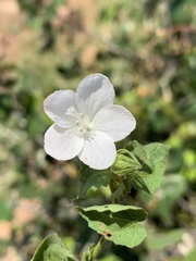 Pavonia leptocalyx