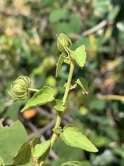 Pavonia leptocalyx