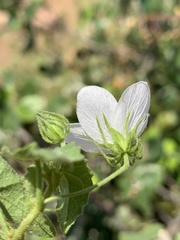 Pavonia leptocalyx