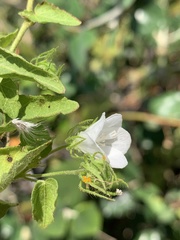 Pavonia leptocalyx