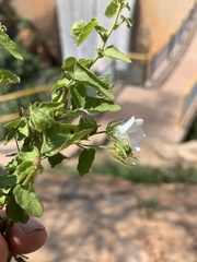 Pavonia leptocalyx
