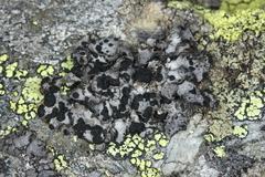 Umbilicaria cylindrica