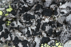 Umbilicaria cylindrica