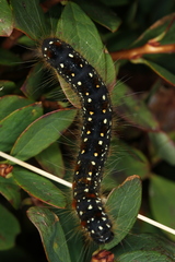 Eriogaster arbusculae