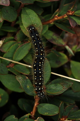 Eriogaster arbusculae