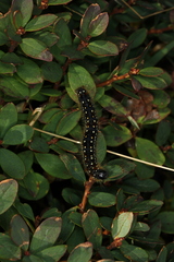 Eriogaster arbusculae