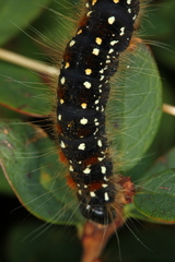 Eriogaster arbusculae