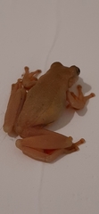 Dendropsophus columbianus