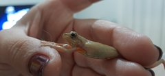 Dendropsophus columbianus