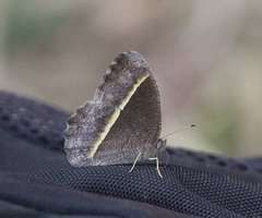 Mycalesis annamitica