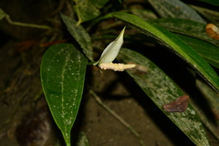 Anthurium antioquiense