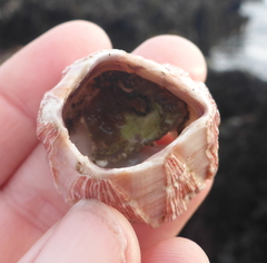 Megabalanus californicus