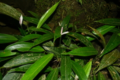 Anthurium antioquiense