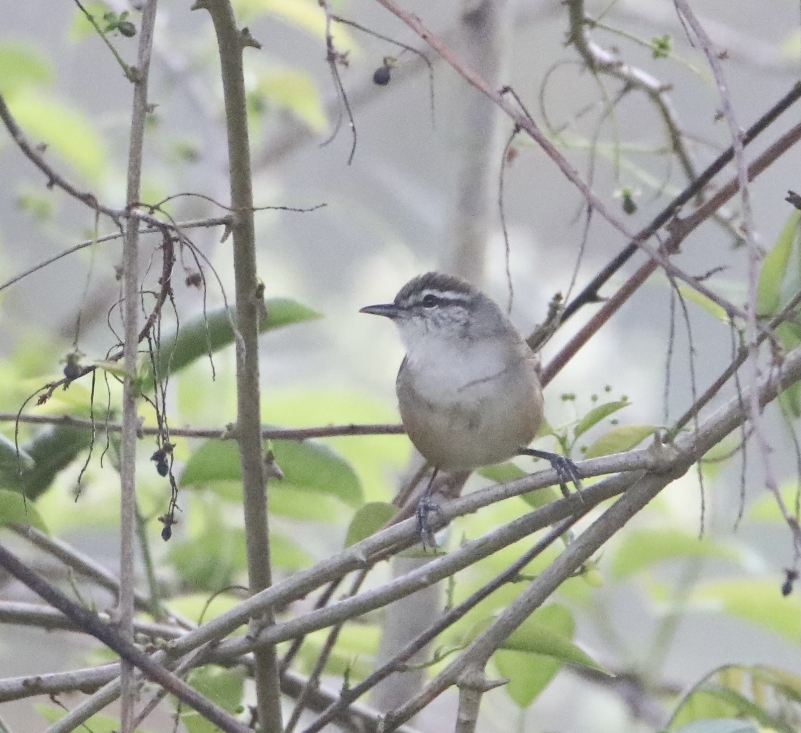 Isthmian Wren (Cantorchilus elutus)