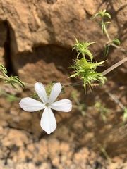 Barleria saxatilis