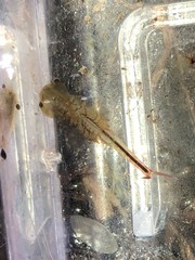 Eubranchipus neglectus