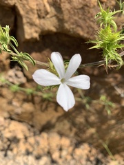 Barleria saxatilis