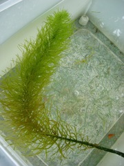 Hippuris vulgaris