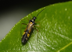 Cyllecoris histrionius