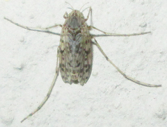 Tanypodinae