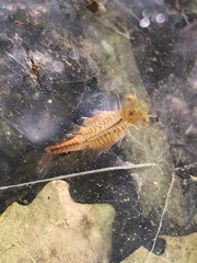 Eubranchipus neglectus