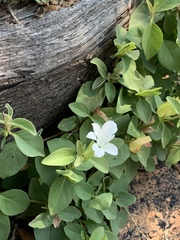 Barleria galpinii