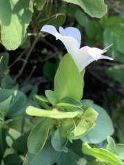 Barleria galpinii