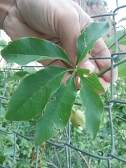 Passiflora cincinnata