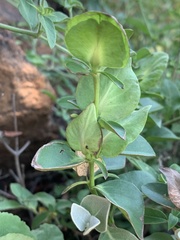 Barleria galpinii