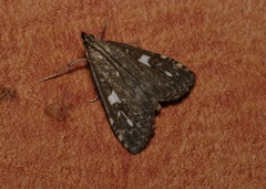 Udea olivalis