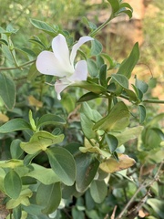 Barleria galpinii