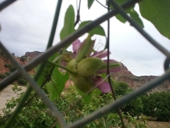 Passiflora cincinnata