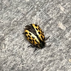 Chrysomela vigintipunctata