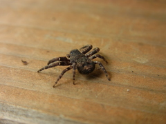 Bassaniana decorata