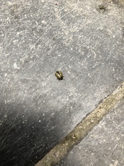 Chrysomela vigintipunctata