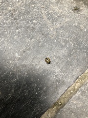 Chrysomela vigintipunctata