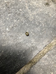 Chrysomela vigintipunctata